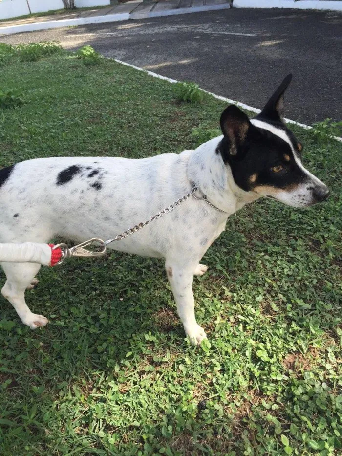 Cachorro ra a NDR idade 2 a 6 meses nome Poli