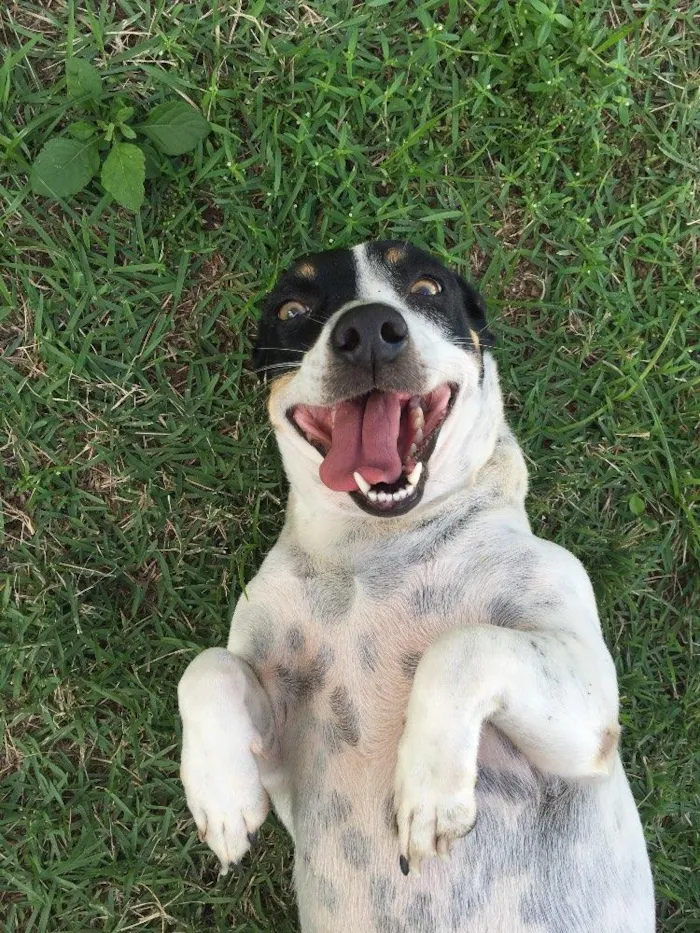 Cachorro ra a NDR idade 2 a 6 meses nome Poli