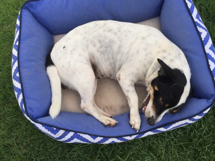 Cachorro ra a NDR idade 2 a 6 meses nome Poli