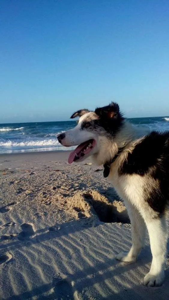 Cachorro raça border collie idade 7 a 11 meses nome Indio GRATIFICA