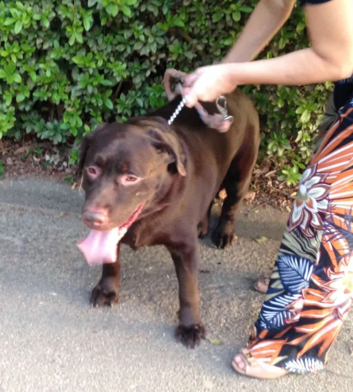 Cachorro ra a Labrador idade 5 anos nome Dudu