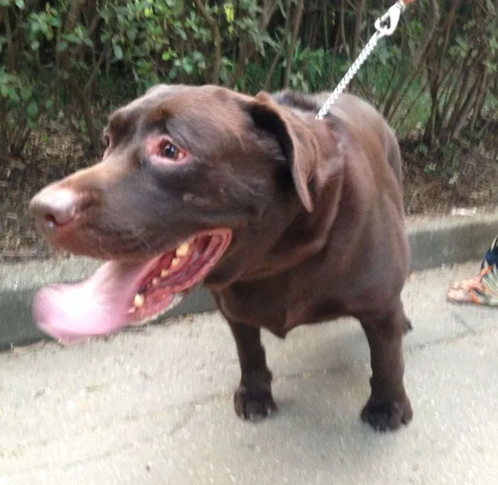 Cachorro ra a Labrador idade 5 anos nome Dudu