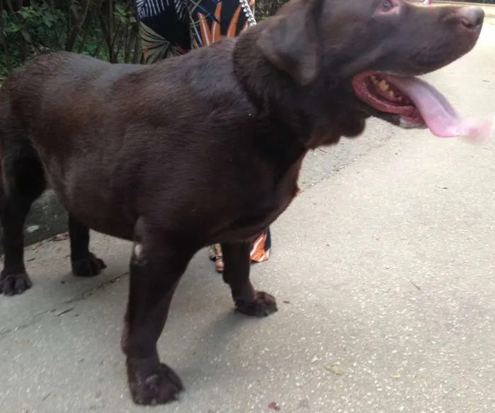 Cachorro ra a Labrador idade 5 anos nome Dudu