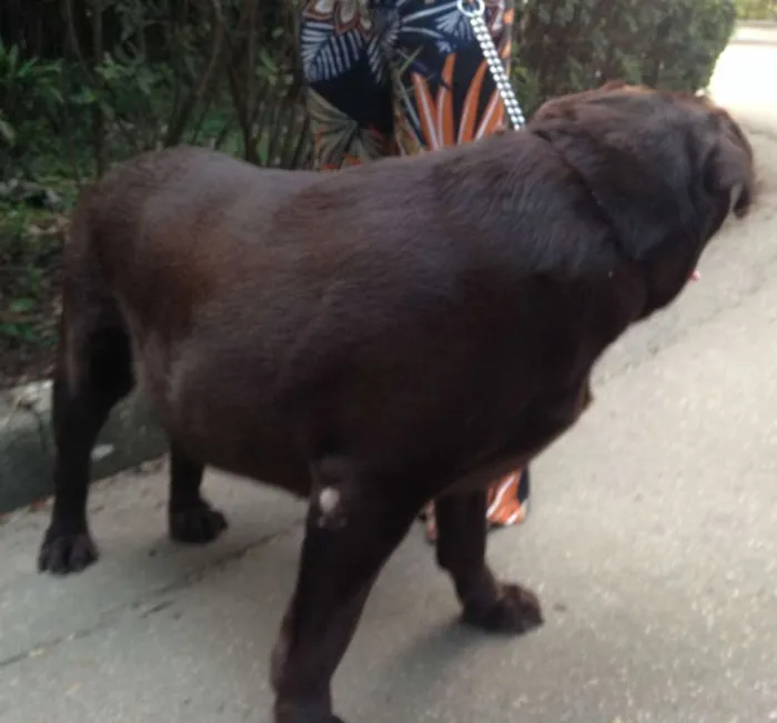 Cachorro ra a Labrador idade 5 anos nome Dudu