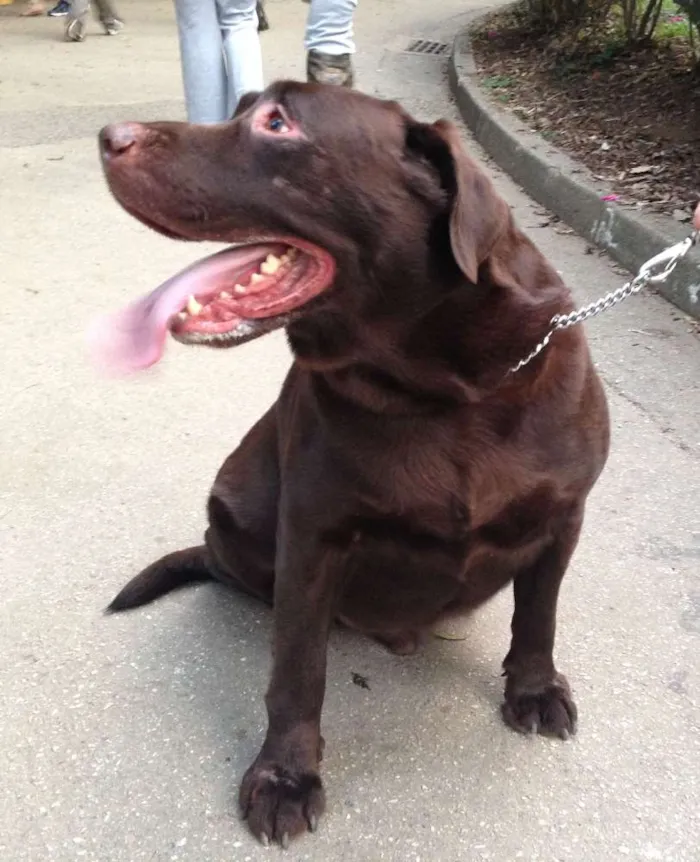 Cachorro ra a Labrador idade 5 anos nome Dudu