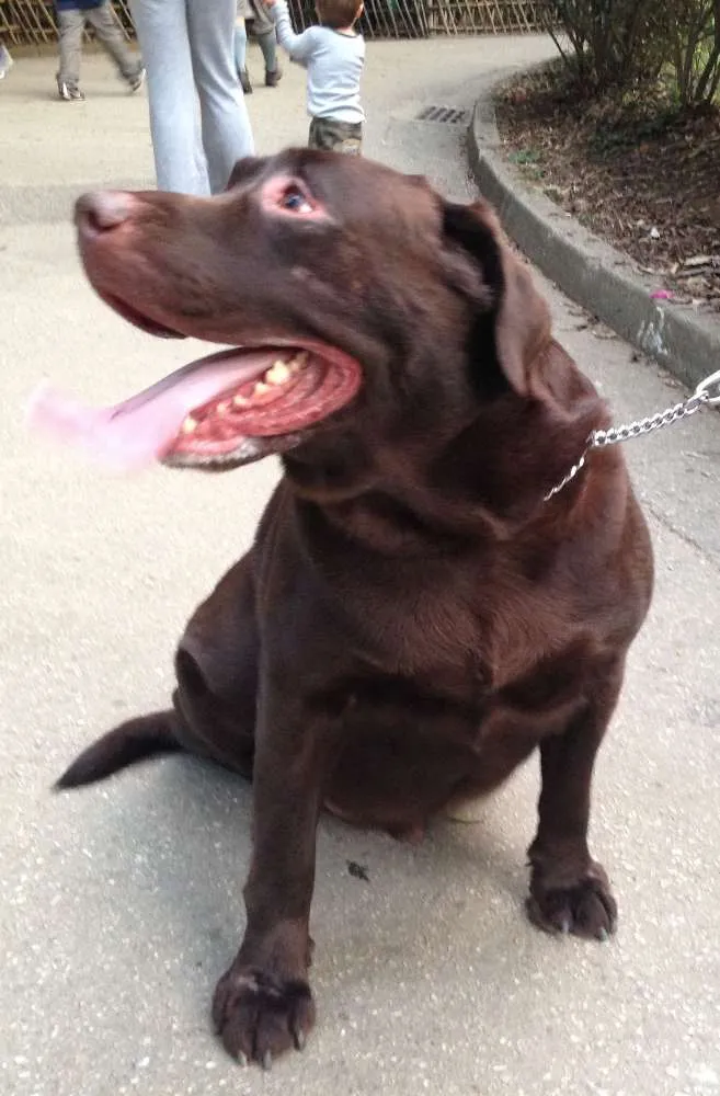 Cachorro ra a Labrador idade 5 anos nome Dudu
