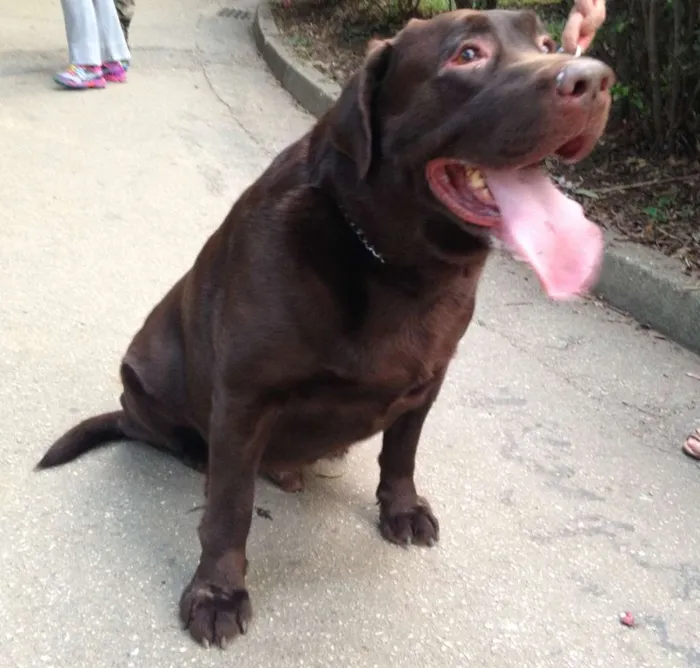 Cachorro ra a Labrador idade 5 anos nome Dudu