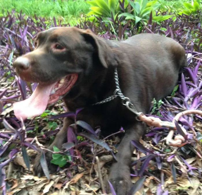 Cachorro ra a Labrador idade 5 anos nome Dudu