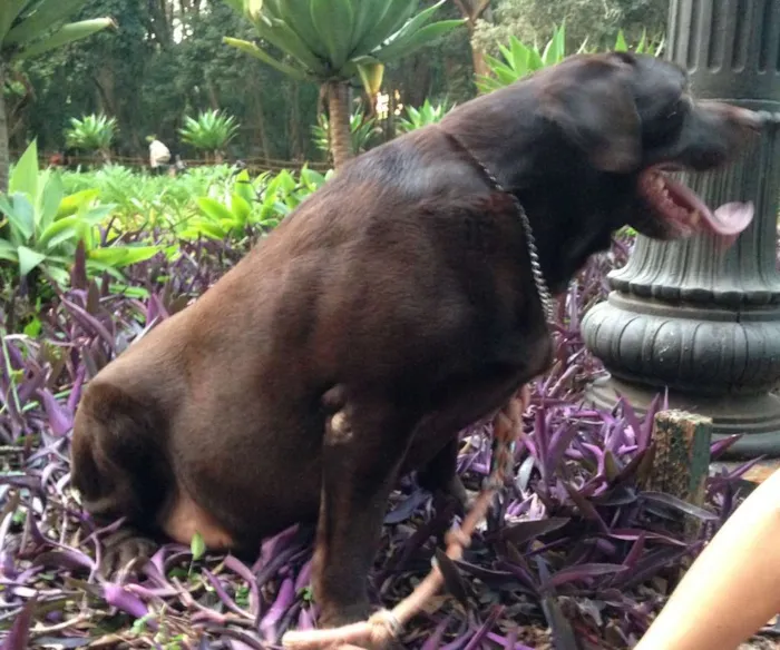 Cachorro ra a Labrador idade 5 anos nome Dudu