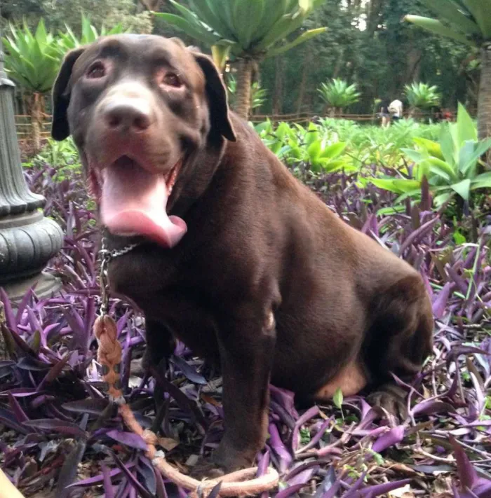 Cachorro ra a Labrador idade 5 anos nome Dudu