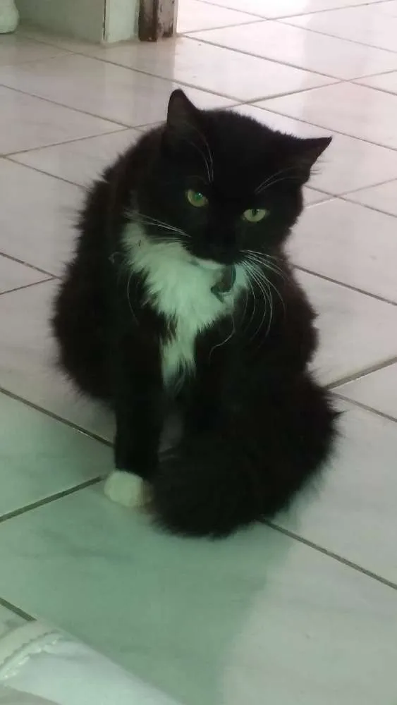 Gato ra a Indefinida idade 1 ano nome Khyka