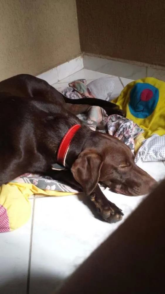 Cachorro ra a Labrador idade 1 ano nome Marlom