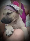 FRIDA