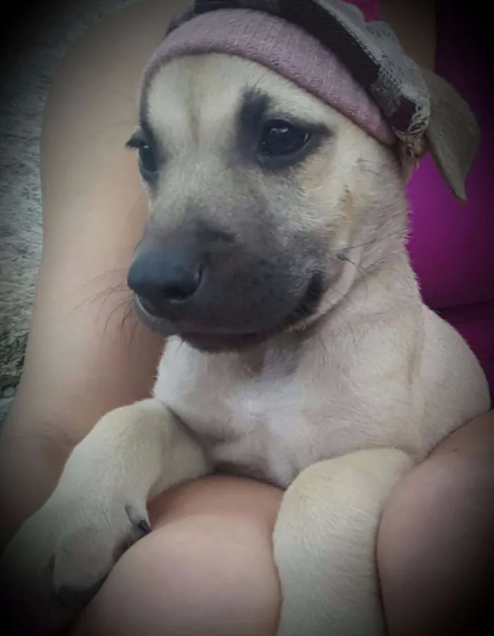 Cachorro ra a SRD idade 2 a 6 meses nome FRIDA