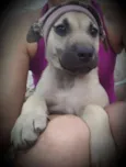 FRIDA
