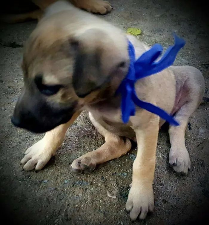 Cachorro ra a SRD idade 2 a 6 meses nome EROS