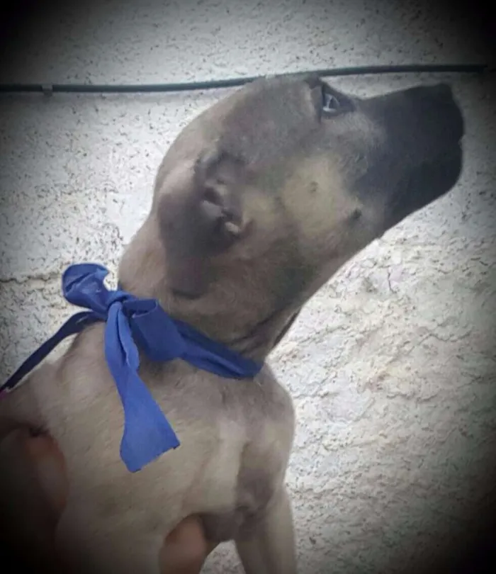 Cachorro ra a SRD idade 2 a 6 meses nome EROS