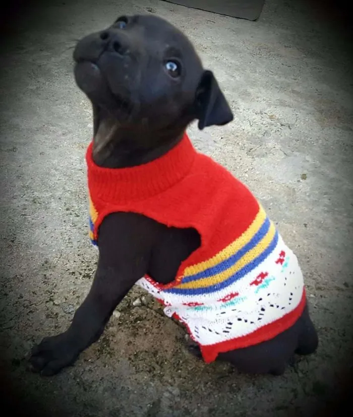 Cachorro ra a SRD idade 2 a 6 meses nome KIRA