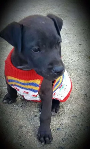 Cachorro raça SRD idade 2 a 6 meses nome KIRA