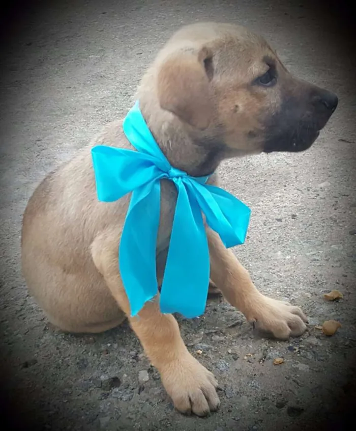 Cachorro ra a SRD idade 2 a 6 meses nome ATHOS