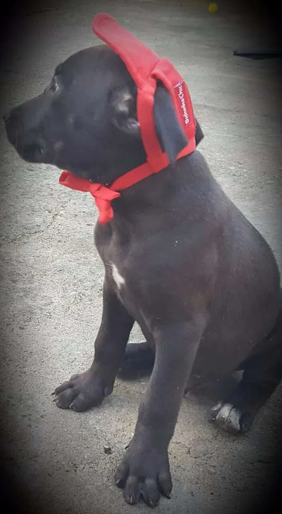 Cachorro ra a SRD idade 2 a 6 meses nome OZZY