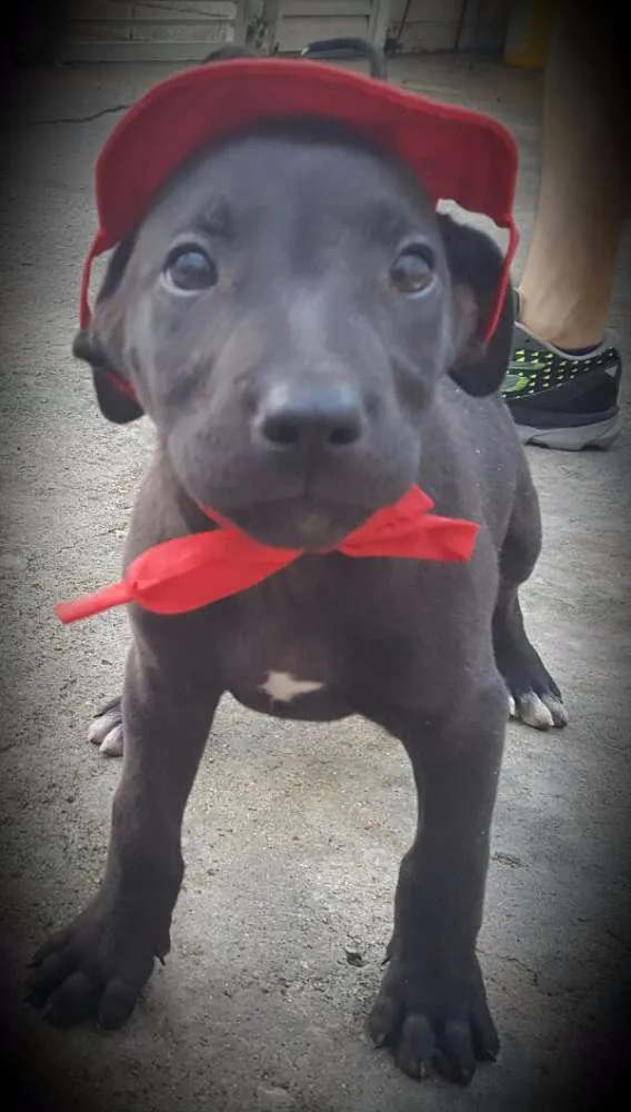 Cachorro ra a SRD idade 2 a 6 meses nome OZZY
