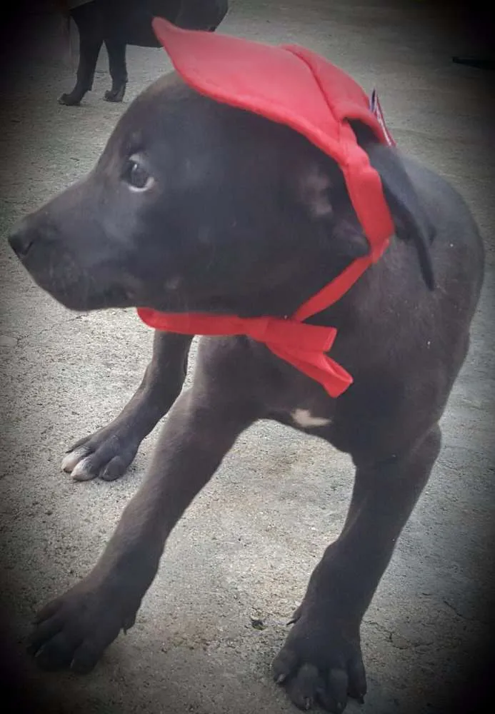 Cachorro ra a SRD idade 2 a 6 meses nome OZZY