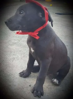 Cachorro raça SRD idade 2 a 6 meses nome OZZY