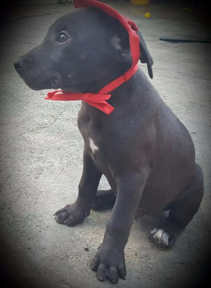 Cachorro ra a SRD idade 2 a 6 meses nome OZZY
