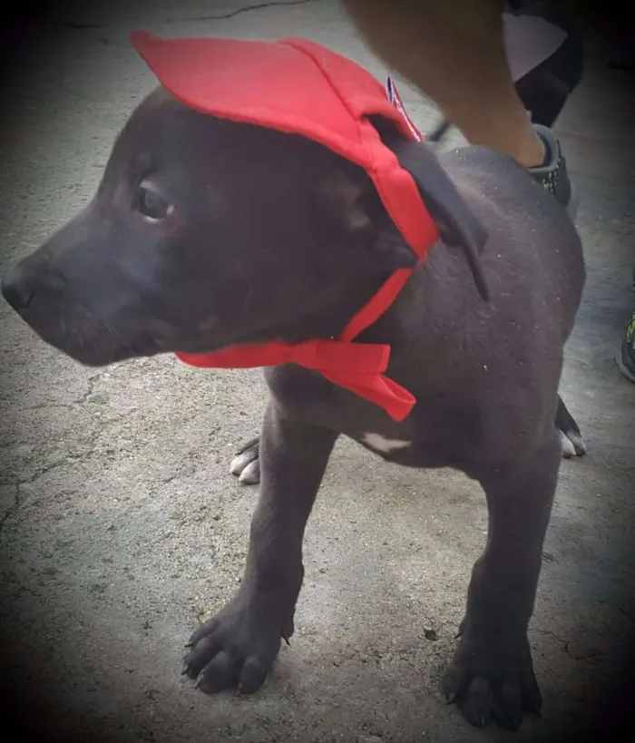 Cachorro ra a SRD idade 2 a 6 meses nome OZZY