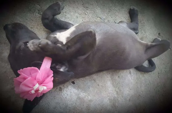 Cachorro ra a SRD idade 2 a 6 meses nome FLORA