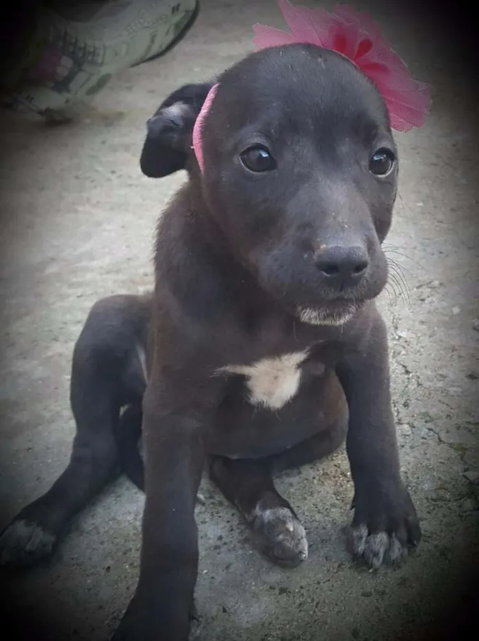 Cachorro ra a SRD idade 2 a 6 meses nome FLORA