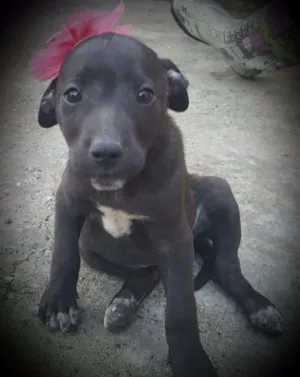 Cachorro raça SRD idade 2 a 6 meses nome FLORA