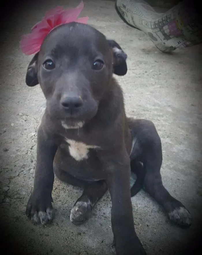 Cachorro ra a SRD idade 2 a 6 meses nome FLORA