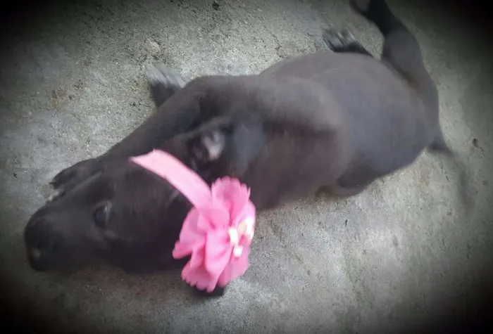 Cachorro ra a SRD idade 2 a 6 meses nome FLORA