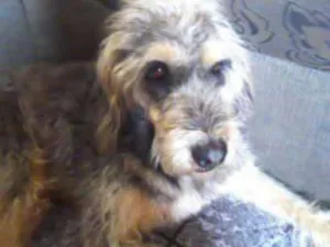 Cachorro raça Fox terrier com vira lata idade 6 ou mais anos nome Juca