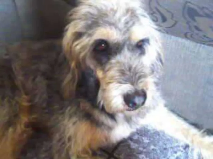 Cachorro ra a Fox terrier com vira lata idade 6 ou mais anos nome Juca