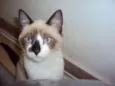 Paco