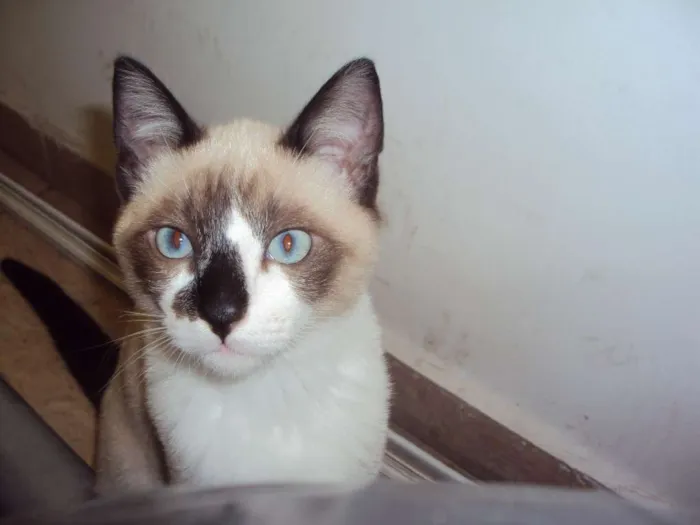 Gato ra a SRD idade 2 a 6 meses nome Paco
