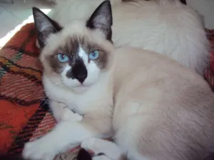 Gato raça SRD idade 2 a 6 meses nome Paco
