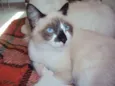 Paco