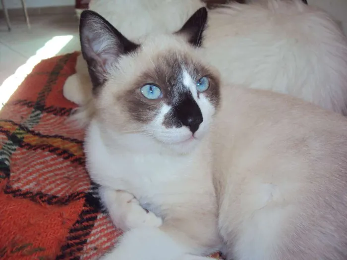 Gato ra a SRD idade 2 a 6 meses nome Paco