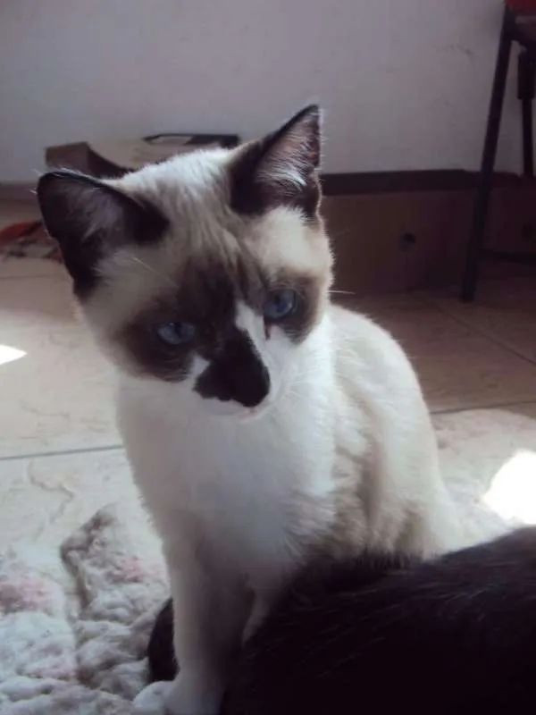 Gato ra a SRD idade 2 a 6 meses nome Paco