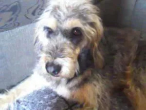 Cachorro raça Fox terrier com vira lata idade 6 ou mais anos nome Juca