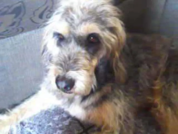 Cachorro ra a Fox terrier com vira lata idade 6 ou mais anos nome Juca