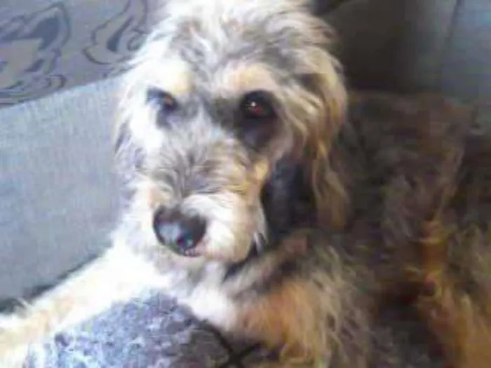 Cachorro ra a Fox terrier com vira lata idade 6 ou mais anos nome Juca