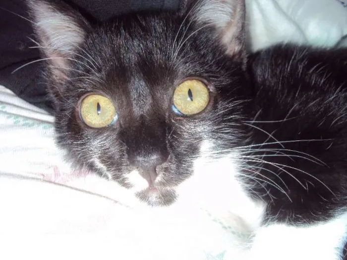 Gato ra a SRD idade 2 a 6 meses nome Pipo