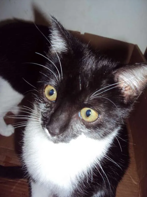 Gato ra a SRD idade 2 a 6 meses nome Pipo