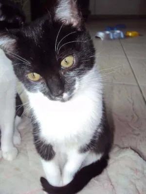 Gato raça SRD idade 2 a 6 meses nome Pipo