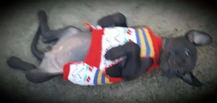 Cachorro ra a SRD idade 2 a 6 meses nome KIRA